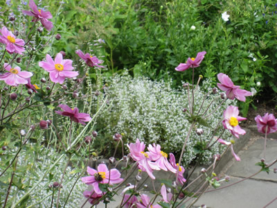 flowers-cloisters