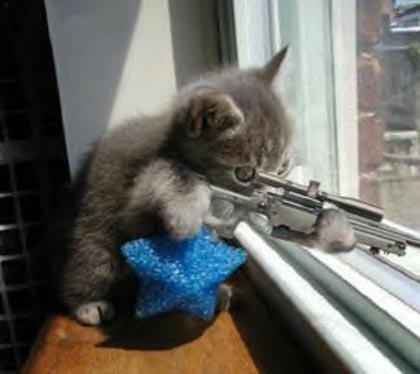 sniper cat