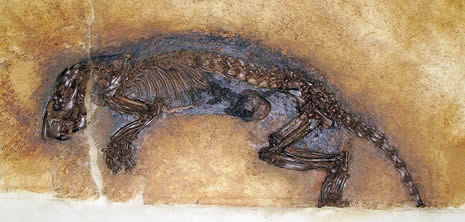 Fossil