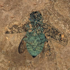 Jewelbug