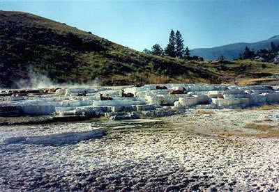 Yellowstone