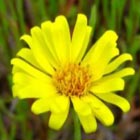 Pentachaeta lyonii