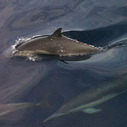 dolphin