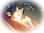 Beer Max - Cat with beer bottle