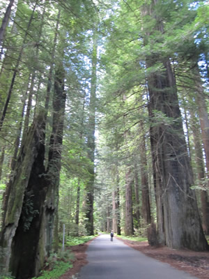 Avenue of the giants