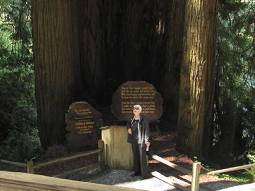 Cathedral tree