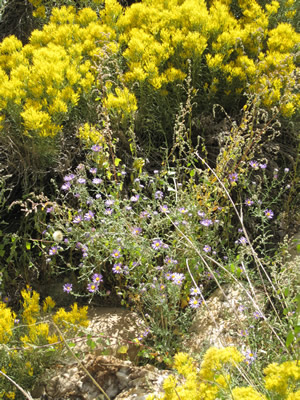 flowers