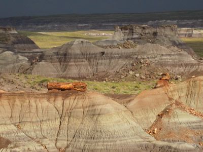 petrified forest