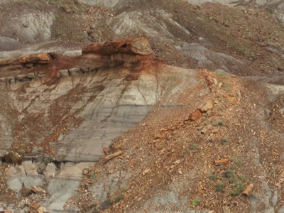 petrified forest