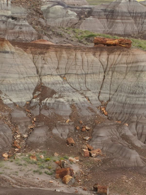 petrified forest