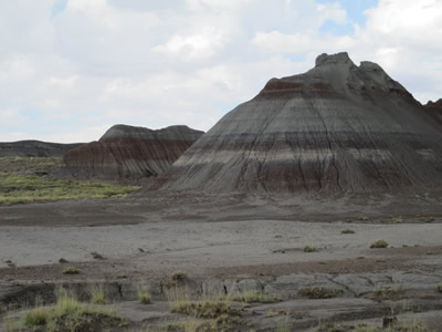 petriefied forest landscape