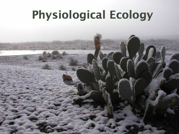 Link to Quicktime movie of Physiological Ecology Lecture