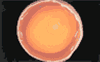 animation