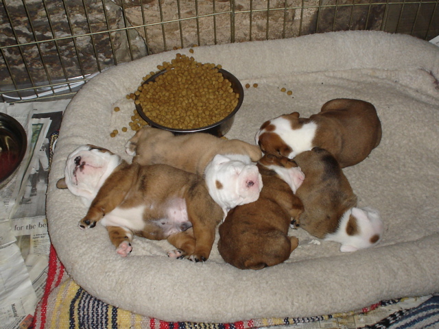 BullyPups4wks 001