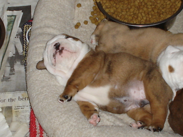 BullyPups4wks 002