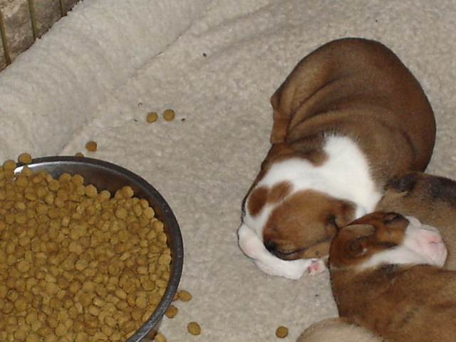 BullyPups4wks 003