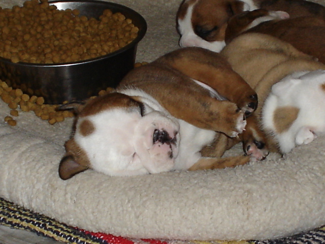 BullyPups4wks 004