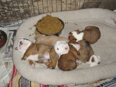 BullyPups4wks 001