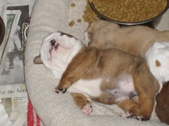 BullyPups4wks 002