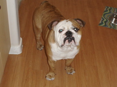 BentleyCastillo