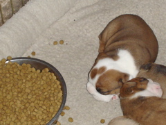 BullyPups4wks 003