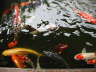 Koi Fish