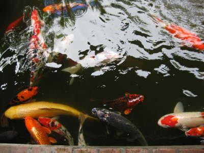 Koi Fish