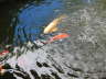 Koi Fish
