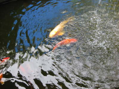Koi Fish