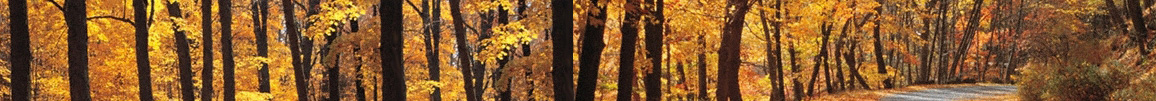 fall foliage banner