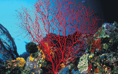 A slideshow of images of the ocean