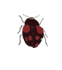 black and red lady bug