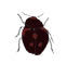 black ladybug