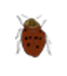 brown and yellow ladybug