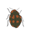 green and orange ladybug
