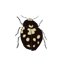 black and yellow ladybug