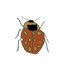 orange and yellow ladybug
