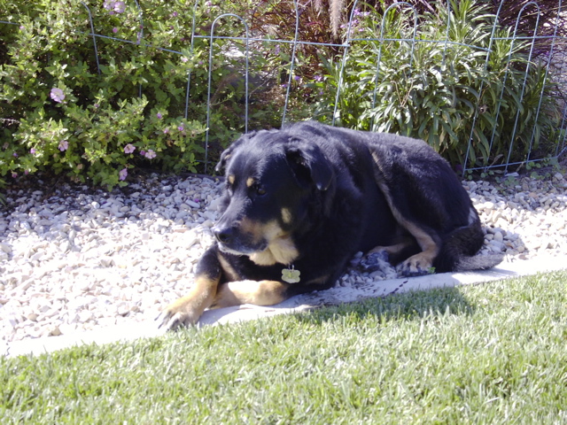 Askari in the backyard