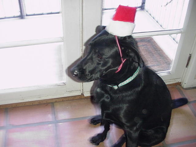 Jack with Santa hat