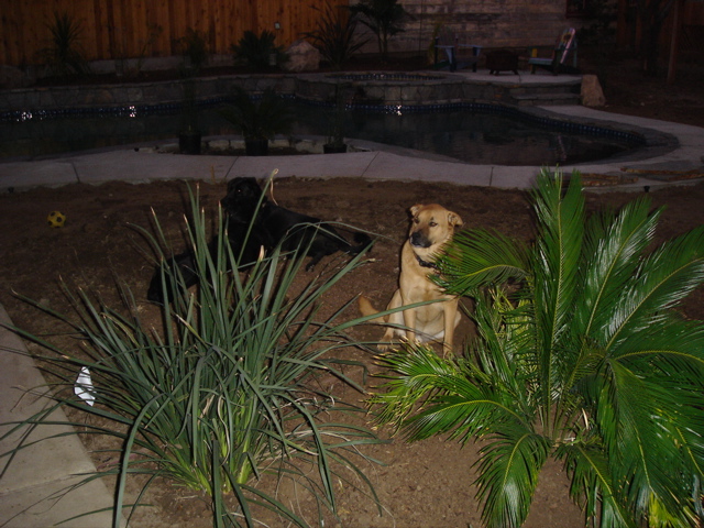 pool & yard pix