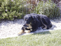 Askari in the backyard