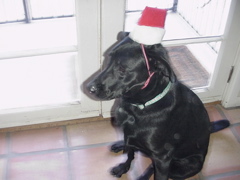 Jack with Santa hat