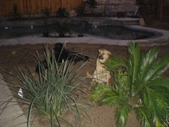 pool & yard pix
