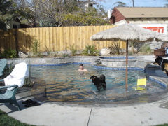 Enjoying the new pool