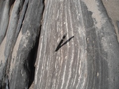 phosphoritic shale 2