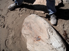 whale bones in dolomite