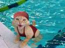 Kittyswim