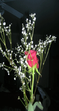 A picture of a red rose I gave my girlfriend in a crystal vase took in a dark room making the rose the only thing in color.