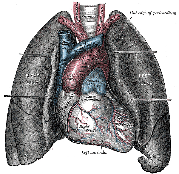 lungs