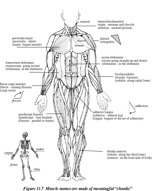 memorizing muscle names